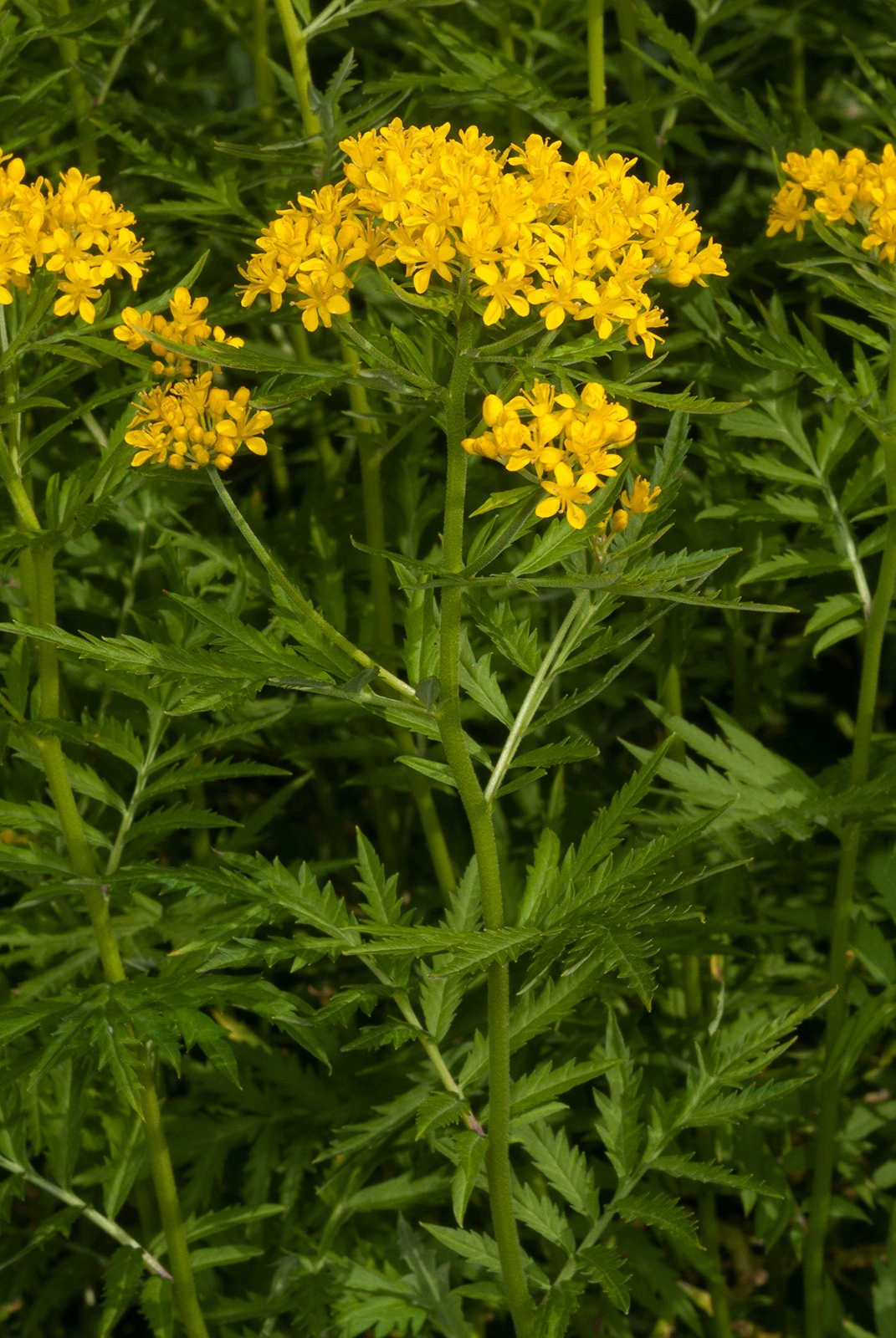 Photo Maurizio Broglio - Descurainia tanacetifolia